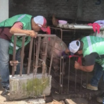 HUANÍMARO ACTIVA BRIGADAS Y REFUERZA VIGILANCIA ANTE SOSPECHAS DE GUSANO BARRENADOR